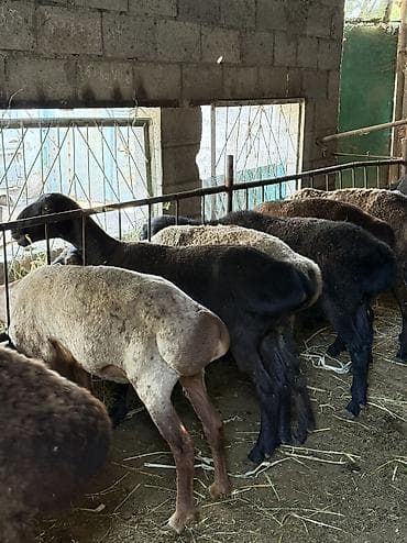 шкура овчина: Продаю | Овца (самка) | На забой, Для разведения | Кастрированные, Матка, Ярка — 1