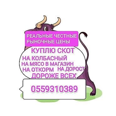 Колбасный цех : Коровы, быки, | На откорм