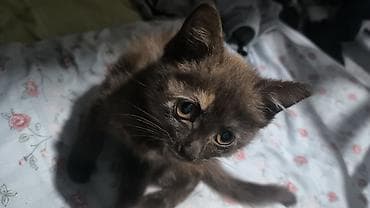 купить бенгальскую кошку: Кошка даром: Беспородная, 2 месяца, Девочка, Приучена к лотку — 2