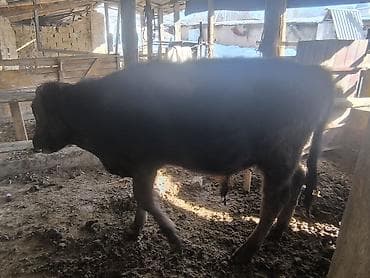 карово: Продаю | Музоо, торпок | На откорм — 4