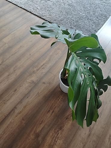 монстер: Монстера делициоза (Monstera deliciosa) - Подходит для дома и офиса — 2