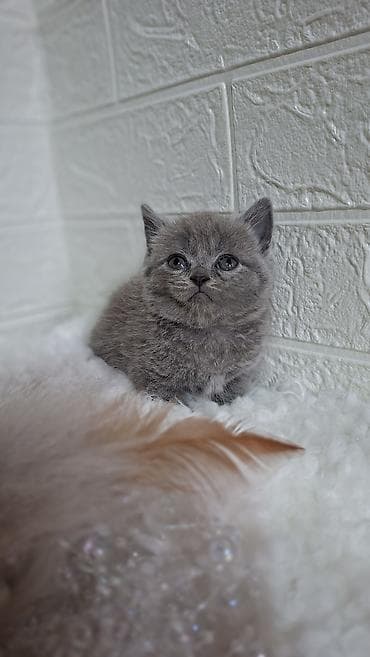 кошка шотланка: Продаётся шотландский котёнок,скоттиш-страйт,окрас -голубой,возраст — 2