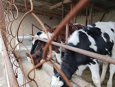 кыргыз довот ит: Сатам | Музоо | Аргын | Бордоп семиртүү үчүн | Байланган — 9