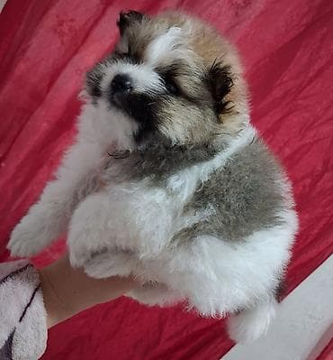 кане корсо собака цена: Помиранский шпиц •Девочка •Родилась 14 .03.2026 •Окрас : пати-колор — 2