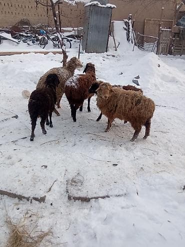 Зоотовары: Продаю | Овца (самка) | Полукровка | Для разведения — 3