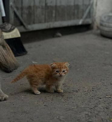кошку: Котята из одного помёта. - Окрас: рыжий (классический табби) и — 3