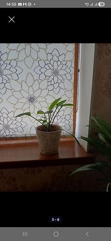 купить фикус лирата: Крупнолистные комнатные растения в горшках. 1) Фикус эластика — 2