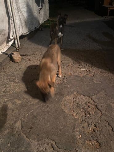 продам собаку: Овчарка, 2 месяца, Самка — 17