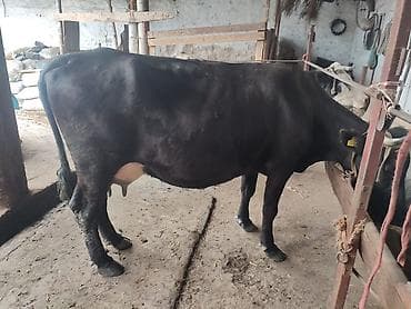 отдам собаку в хорошие руки бишкек: Продаю | Корова (самка) | Для молока | Привязанные — 2