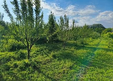 Плодовый сад/участок под садоводство - Ухоженные ряды молодых