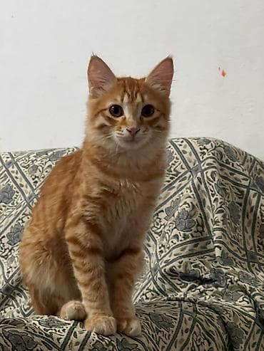 Ищем дом для милых котят Котята-подростки, домашние. На выбор — рыжий