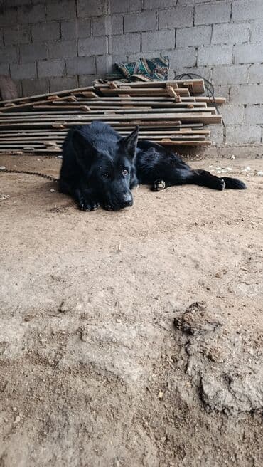 продам немецкую овчарку: Черная немецкая овчарка - Порода: немецкая овчарка (черный окрас) - — 5