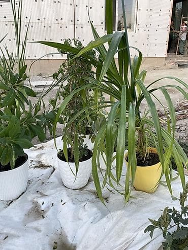 салаты на зиму: Комнатные растения в декоративных кашпо В наличии несколько видов — 3