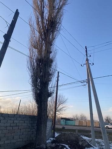 Бакча эмереги: Продам дерево (пирамидальная форма тополь). Высокое, стройное, с — 3