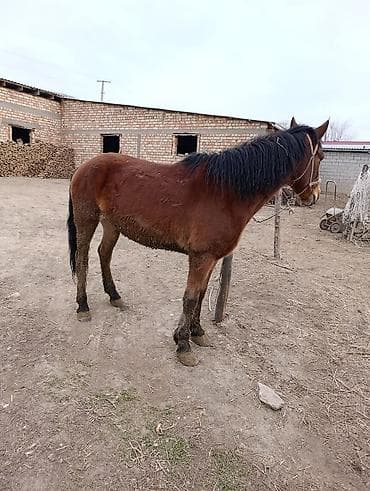 щенки кавказский овчарки: Продаю | Кобыла (самка) | Полукровка | Рабочий — 2