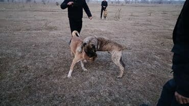 Продажа собак: КАНАРСКИЙ ДОГ БОЛЬШОЙ БОДРЫЙ ПРОДАЮ ИЛИ МЕНЯЮ.НА СОБАКУ НЕ МЕНЯЮ ЦЕНА — 3