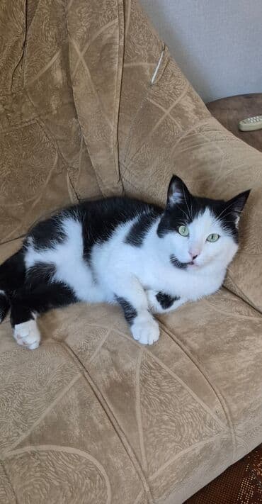 купить котенка вислоухого: Кошка даром: Беспородная, 4 года, Мальчик, Проглистована — 7