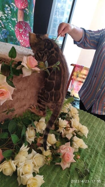 новорожденные котята: Привет друзья. в питомнике Бен Гла Мур есть свободные кото — 9