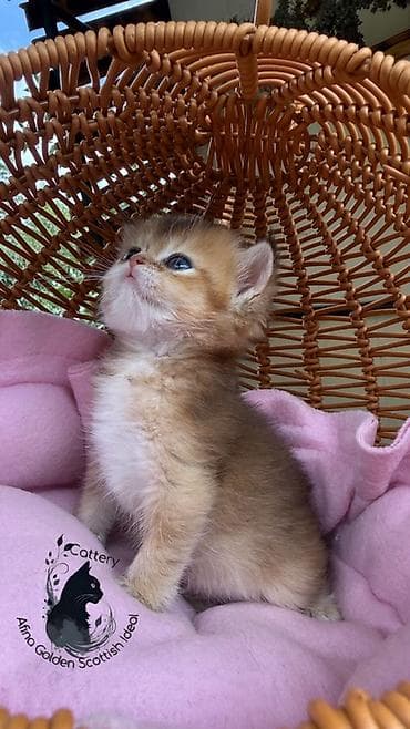 котята ош: Скотиш Фолд (Шотландская вислоухая), 1 месяц, Девочка, Золотая шиншилла, Приучена к лотку, Проглистована, С документами — 4