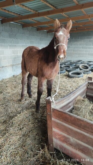 продажа домашних животных: Продаю | Жеребенок | Конный спорт — 1