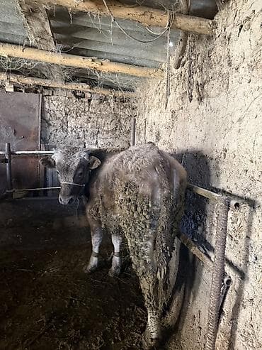 Үй жаныбарлары үчүн товарлар: Сатам | Бука (эркек) | Бордоп семиртүү үчүн, Союуга, Көбөйтүү үчүн | Байланган — 1