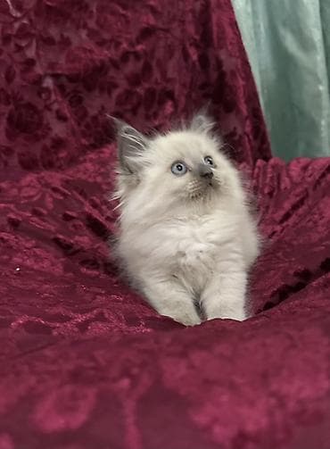 доберман купить щенка: Тайская, 2 месяца, Девочка, Биколор, Приучена к лотку — 1