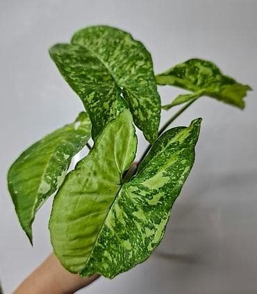 bugatti chiron: В продаже: Сингониум Золотая венеция 200 сом Сингониум Ангустатум 200 — 4