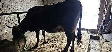 мяса кролика: Продаю | Корова (самка), Бык (самец), Тёлка | Алатауская | Для разведения, Для молока | Стельные — 5