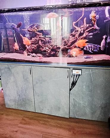 Большой аквариумный комплект для цихлид - Панорамный прямоугольный