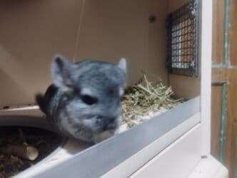 чилийская белка дегу: Продаю шиншиллу он ручной — 3