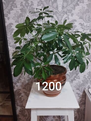 антуриум бишкек: Антуриум,светлое место,любит увлажнение,опрыскивать,не допускать — 4