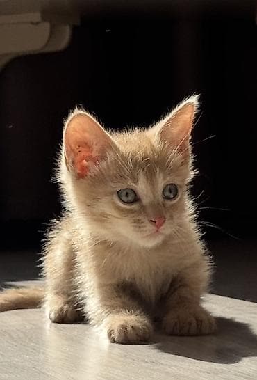 рыжий кот: Персик 🍑 ищет дом! Рыжий котёнок мальчик с серебристым подпалом и — 1