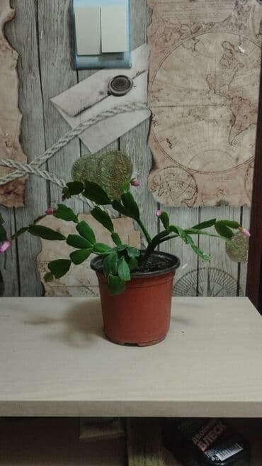 кактус эхинопсис: Продам декабрист розового и арбузного цвета — 1