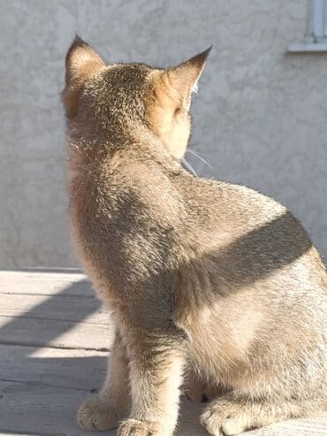 сухое молоко для животных: Скотиш Страйт (Шотландская прямоухая), 3 месяца, Девочка — 14