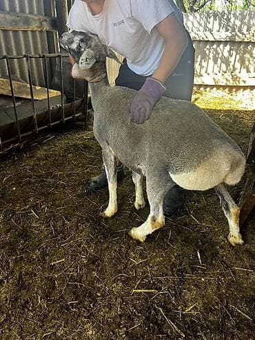 утки белые: Продаю | Овца (самка) | Для разведения — 2