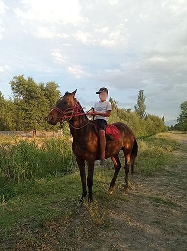 Продаю | Жеребец | Конный спорт