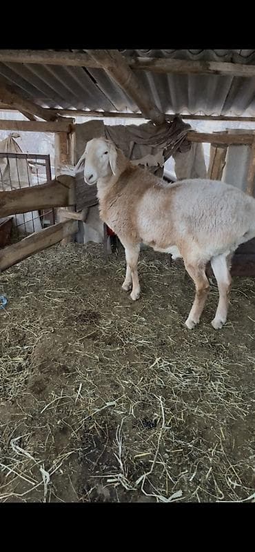 сколько стоит такса собака: Продаю | Баран (самец) | Арашан | Для разведения | Осеменитель — 1