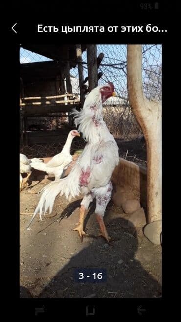 Продаю | Куры | Бойцовая | Для боев