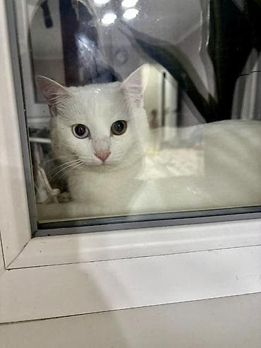 манчкин кот цена бишкек: 8 месяцев, Мальчик, Белый, Приучена к лотку, Проглистована — 3