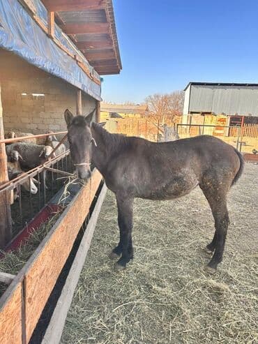 возьму собаку в добрые руки: Продаю | Кобыла (самка) | Полукровка | На забой — 7