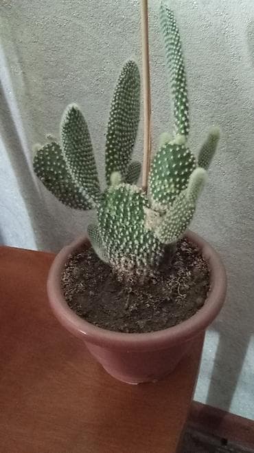 Комнатные растения в горшках 1) Кактус опунция (вероятно Opuntia