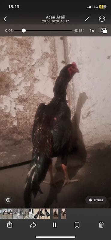 терьеры породы: Продаю | Петух | Бойцовая | Для разведения — 5