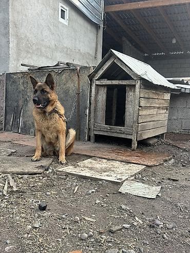 6 месяцев: Немецкая овчарка, кобель. Окрас чепрачный, мощный костяк, крепкая — 3