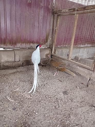 animal pack: Продам молодых серебряных фазанов — 1