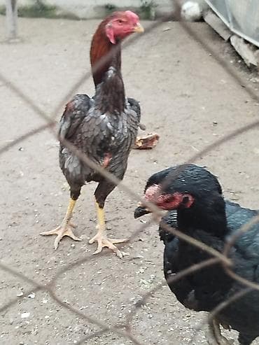 мышык сатам: Сатам | Тооктор — 3