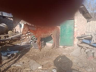 кызыл октябрь: Сатам | Тай | Көбөйтүү үчүн — 3