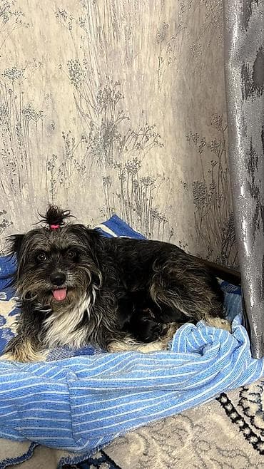 Щенки метисы (мама — небольшая лохматая собачка черно‑серого окраса at lalafo.kg Щенки метисы (мама — небольшая лохматая собачка черно‑серого окраса