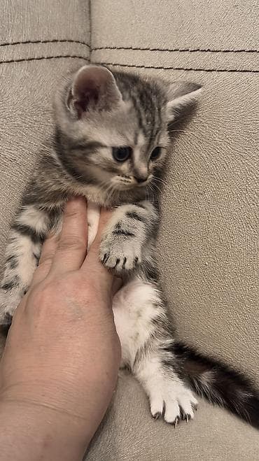 куплю кота британца: 🐱 Шотландские котята ищут любящие семьи 🐱 Возраст — 1 месяц и 20 дней — 6