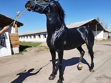 рабочи ат: Продаю | Кобыла (самка), Конь (самец), Жеребец — 3