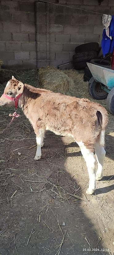 доиные коровы: Продаю | Тёлка | Полукровка | На откорм | Привязанные — 1